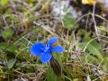 Spring Gentian, Black Head,  The Burren, County Clare, Ireland, The wild Atlantic Way